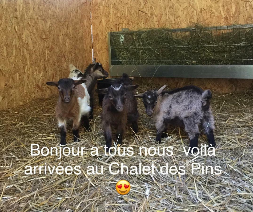 Le Chalet Des Pins Ξενοδοχείο Rougeou Εξωτερικό φωτογραφία